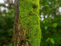 Shutterstock_2338537069_moss_sūnas.jpg