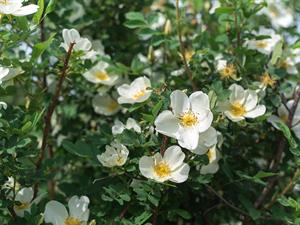 shutterstock_1746509102_rose hip_mežrozīte.jpg