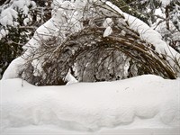 shutterstock_2724220899_bush heavily covered with fresh snow_stipri apsnidzis krūms.jpg