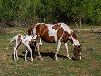 shutterstock_2298373787_horse and foal_zirgs un kumeļš.jpg