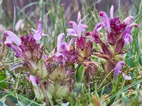 Shutterstock_414358186_pedicularis sylvatica_meža jāņeglīte.jpg