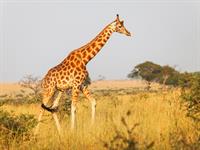 Shutterstock_2270820775_giraffe_žirafe.jpg
