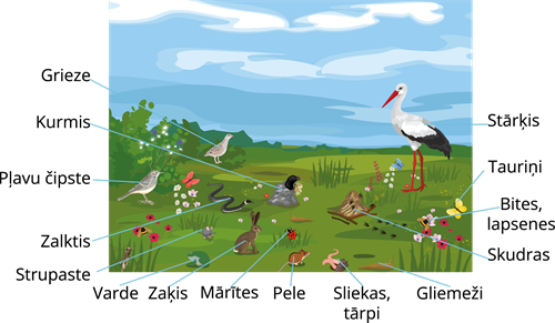 YCUZD_250724_7453_plava_ar dzivniekiem.png