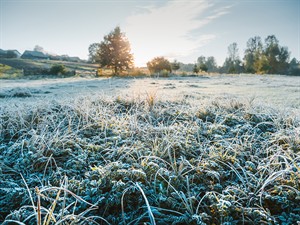 shutterstock_2686901029_frost-covered field_sarmas pārklāts lauks.jpg