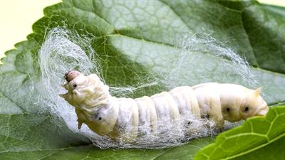 silk worm.jpg