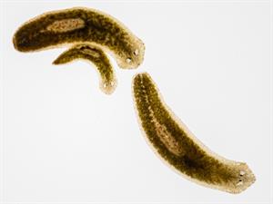Shutterstock_2092347469_planarian_planārija.jpg