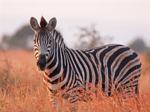 Shutterstock_1453496537_zebra.jpg