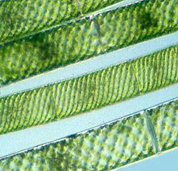 spirogyra-green-alga_35726_1.png