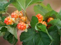 shutterstock_1466925503_cloudberries_lācenes.jpg