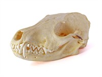 shutterstock_376420858_fox skull_lapsas galvaskauss.jpg