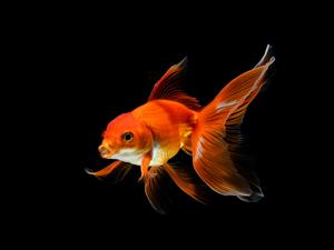 shutterstock_1477305896_goldfish_zelta zivtiņa.jpg