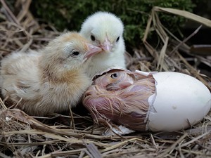 shutterstock_2331133167_newly hatched chicks_tikko izšķīlušies cāļi.jpg