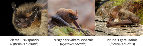 YCUZD_261014_6873_Dzīvnieku sistēma_8.png