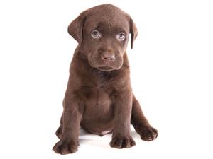 Shutterstock_62095360_puppy_kucēns.jpg