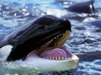 shutterstock_1646458675_whale teeth_vaļa zobi.jpg