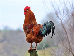 Shutterstock_1626714097_cock_gailis.jpg