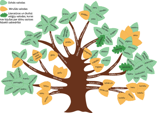 YCUZD_250527_7342_valodu koks_ar skaidrojumiem.png