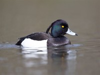 Shutterstock_1713848758_tufted duck_cekulpīle.jpg