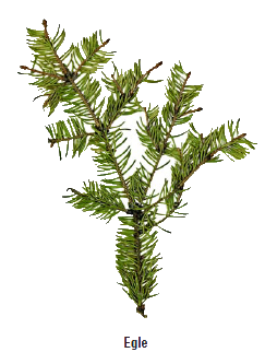 egle.png