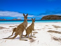 shutterstock_1758890132_Kangaroos on Australia beach_Ķenguri Austrālijas pludmalē.jpg