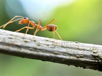 shutterstock_2510470861_ant_skudra.jpg