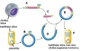 32 Recombinant DNAtt.JPG