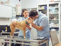 shutterstock_2556931765_veterinarian_vetārsts.jpg