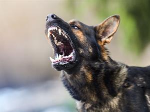 Shutterstock_1334814218_angry dog_dusmīgs suns.jpg