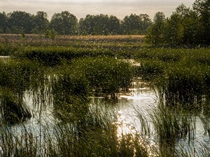 shutterstock_2163397129_mosquitoes over the river_odi virs upes.jpg