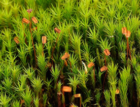 polytrichum_commune_654.png