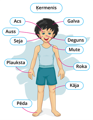 ЧАСТИ ТЕЛА_ĶERMEŅA DAĻAS_PARTS OF THE BODY_2.png