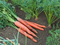 shutterstock_2534525813_carrots_burkāni.jpg