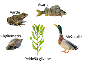 YCUZD_260825_8488_barības ķēde_13.png