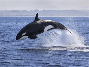 Shutterstock_554899423_killer whale_zobenvalis.jpg