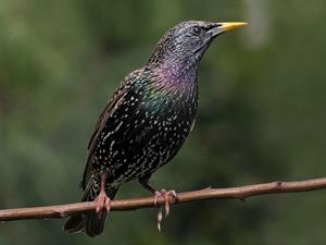 Shutterstock_731822530_starling_strazds.jpg