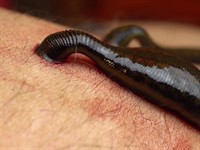 shutterstock_1851433564_Medical leeches_Medicīniskās dēles.jpg
