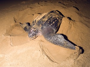 shutterstock_2659696809_sea turtle nesting_jūras bruņurupucis dēj olas.jpg