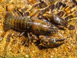 shutterstock_460486084_crayfish_vēzis.jpg