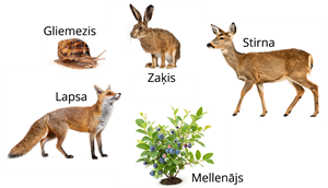 YCUZD_260825_8488_barības ķēde_6.png