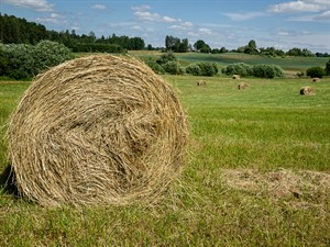 shutterstock_1435637687_hay rolls_siena ruļļi.jpg