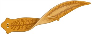 shutterstock_1150579598_Planarian_flatworm_plakantārps_lab.jpg