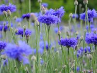 shutterstock_2511691461_cornflowers_rudzupuķes.jpg