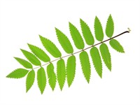 Shutterstock_193039676_rowan leaf_pīlādža lapa.jpg