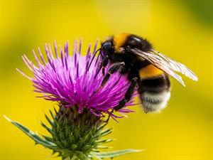 shutterstock_2667598245_bumblebee_kamene.jpg
