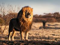 Shutterstock_555551179_lion_lauva (1).jpg