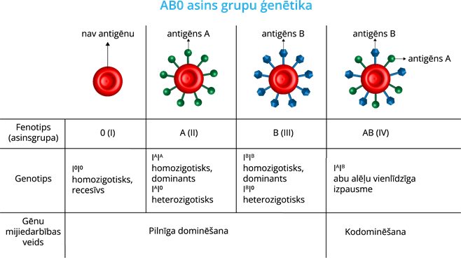 YCUZD_240228_5913_AB0 asins grupu ģenētika.png