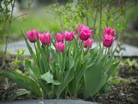 shutterstock_2620922887_tulips_tulpes.jpg