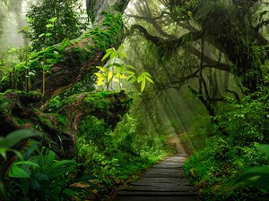 shutterstock_2410056167_Tropical rainforest_Tropiskais lietus mežs.jpg