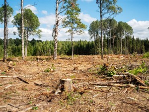 shutterstock_2234929917_fresh clear-cut area_kailcirte.jpg