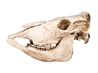 shutterstock_126951071_horse skull_zirga galvaskauss.jpg